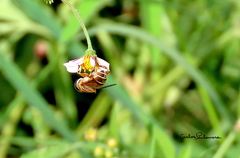 Palpada vinetorum