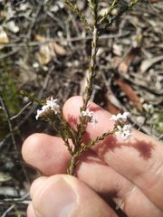 Leucopogon microphyllus