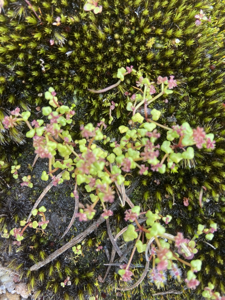 Hydrocotyle alata