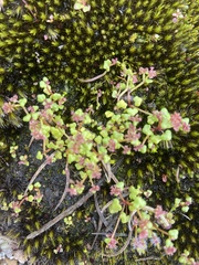 Hydrocotyle alata