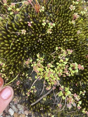 Hydrocotyle alata