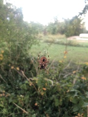 Neoscona crucifera
