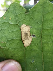 Phyllonorycter basistrigella
