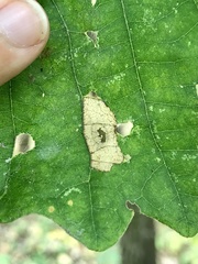 Phyllonorycter basistrigella