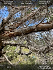 Melaleuca preissiana