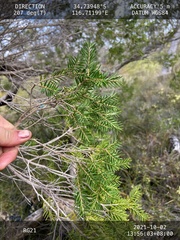 Melaleuca preissiana