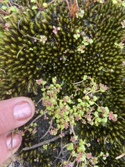 Hydrocotyle alata