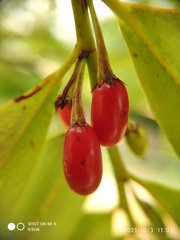 Erythroxylum cuneatum
