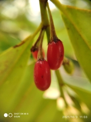 Erythroxylum cuneatum