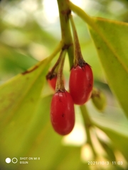 Erythroxylum cuneatum