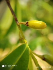 Erythroxylum cuneatum