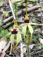 Caladenia magniclavata