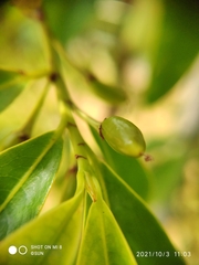 Erythroxylum cuneatum