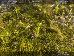 Phylloglossum drummondii