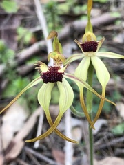 Caladenia magniclavata