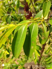 Erythroxylum cuneatum