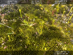 Phylloglossum drummondii