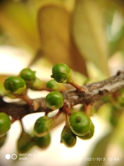 Planchonella obovata