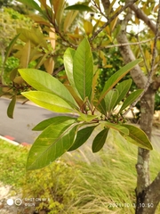 Planchonella obovata