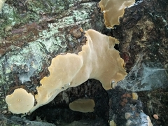 Phellinus betulinus
