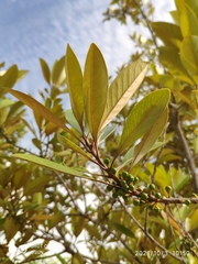 Planchonella obovata