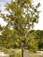 Planchonella obovata