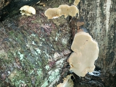Phellinus betulinus