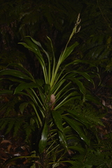 Cordyline rubra