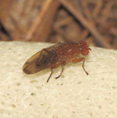 Suillia quinquepunctata