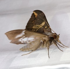 Ischyja ferrifracta