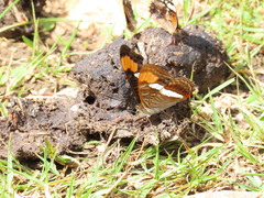 Adelpha fessonia