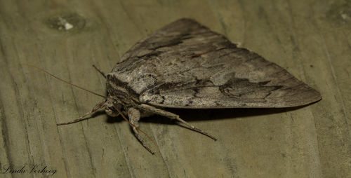 Sweetheart Underwing