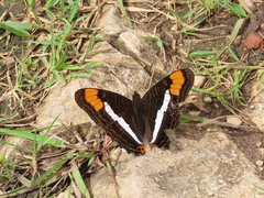 Adelpha fessonia