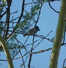 Terpsiphone viridis plumbeiceps