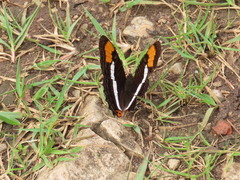 Adelpha fessonia
