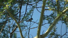 Terpsiphone viridis plumbeiceps