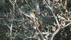 Terpsiphone viridis plumbeiceps