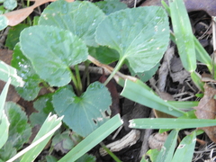 Viola septentrionalis