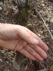 Muhlenbergia ramulosa