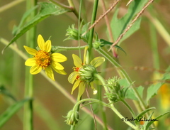 Simsia foetida