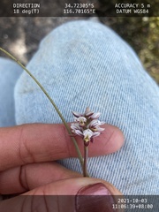 Prasophyllum cucullatum