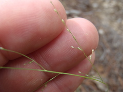 Muhlenbergia ramulosa