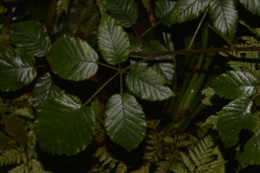 Rubus moorei
