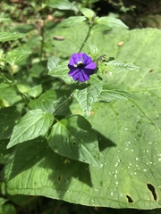 Browallia americana