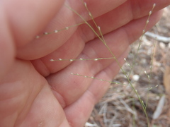 Muhlenbergia ramulosa
