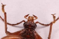 Amorphopoda elateroides