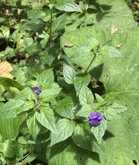 Browallia americana