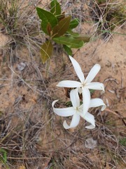 Ancylobothrys petersiana