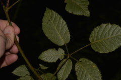 Rubus moorei