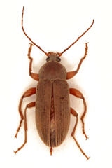 Amorphopoda elateroides